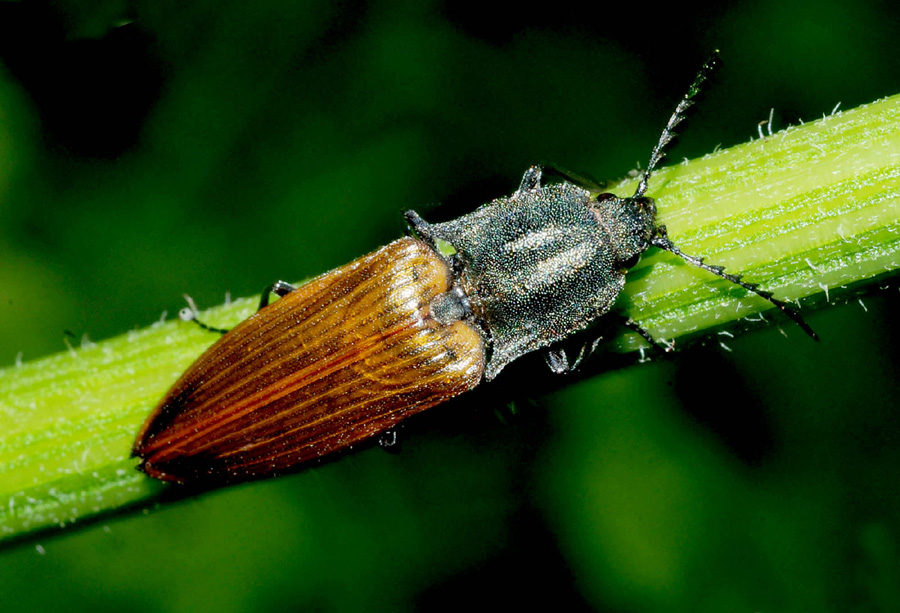 Elateridae? Si - Ctenicera virens